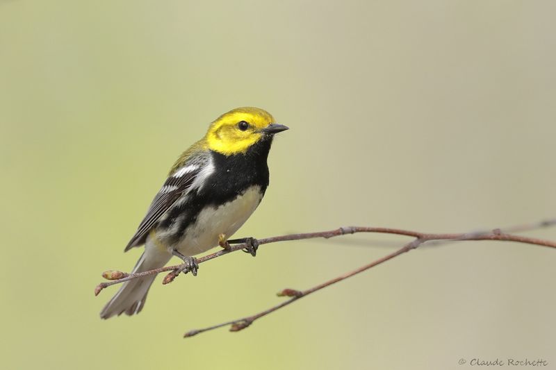 Paruline à gorge noire / Black-throated Green Warbler