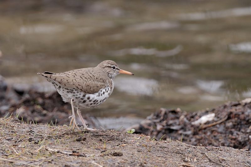 Chevalier grivelé / Spotted Sandpiper
