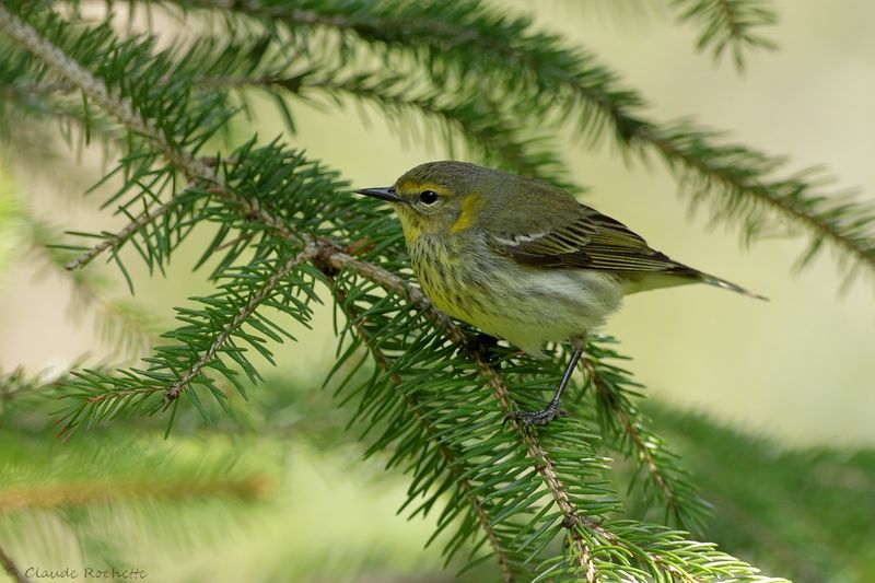 Paruline tigrée / Cape May Warbler