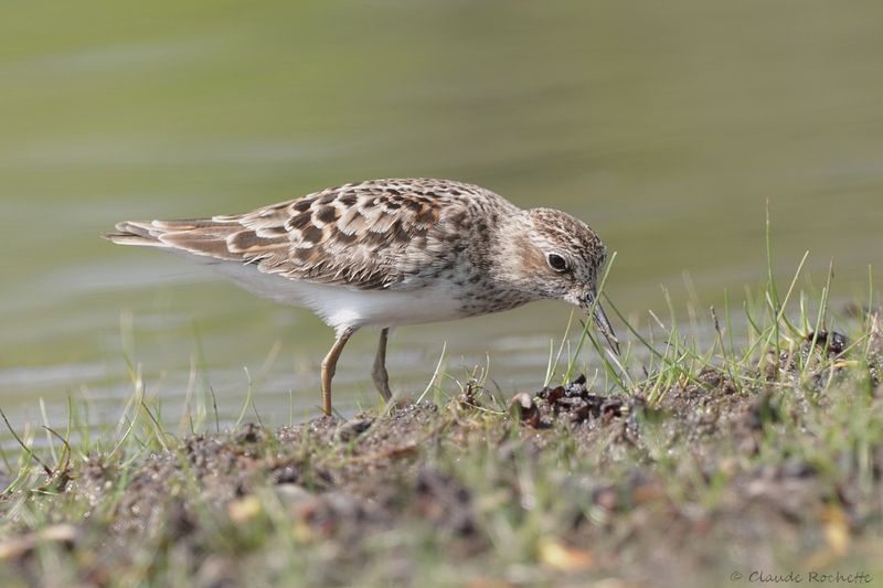 Bécasseau miniscule / Least Sandpiper