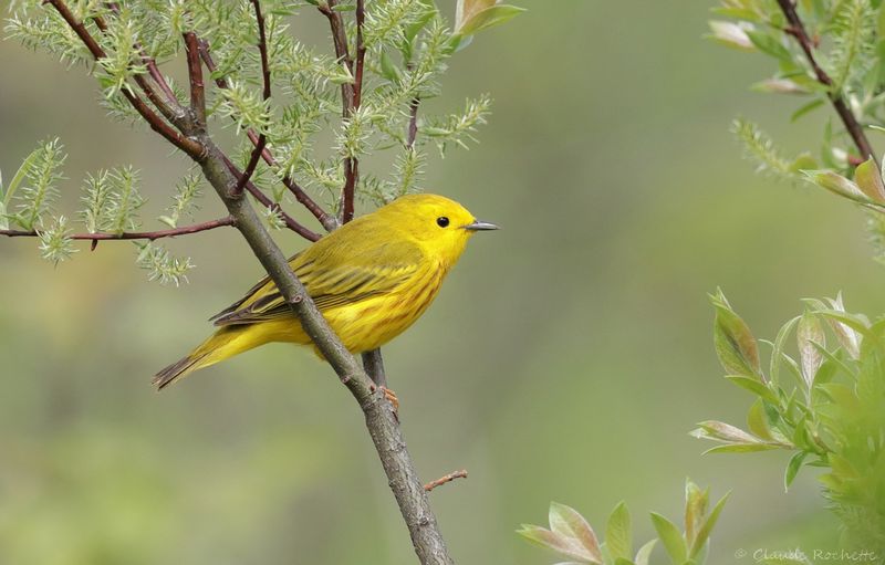 Paruline jaune / Yellow Warbler