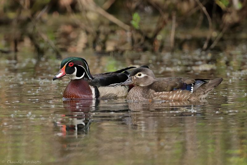 Canard branchu / Wood Duck