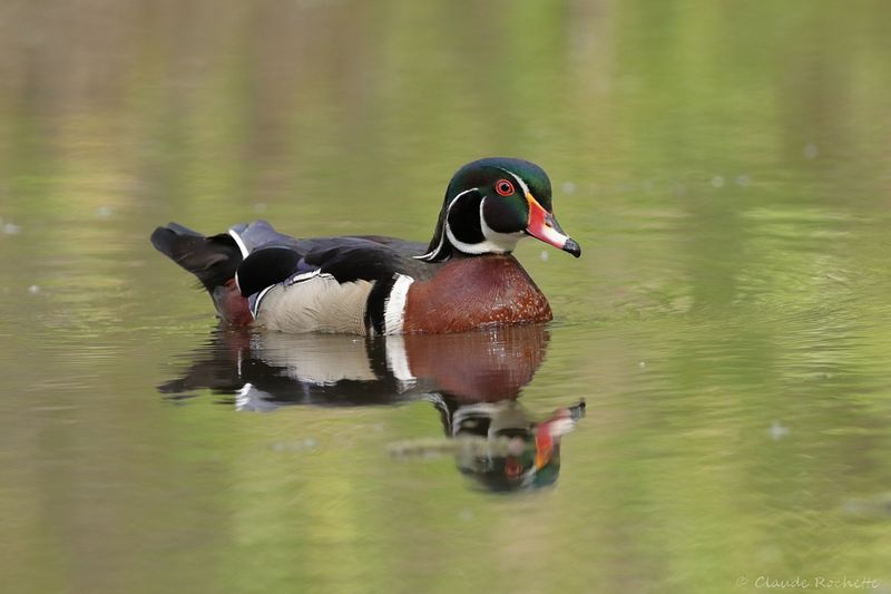 Canard branchu / Wood Duck
