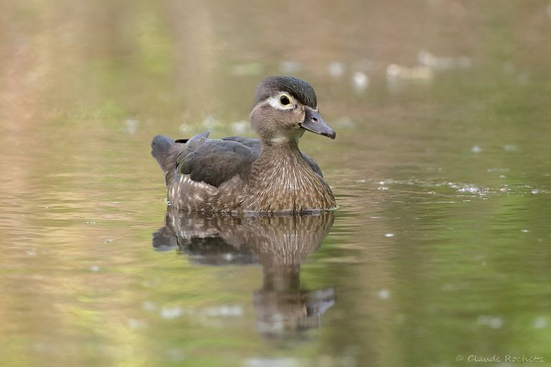 Canard branchu / Wood Duck