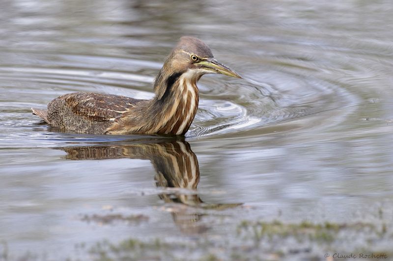 Butor d'Amérique / American Bittern