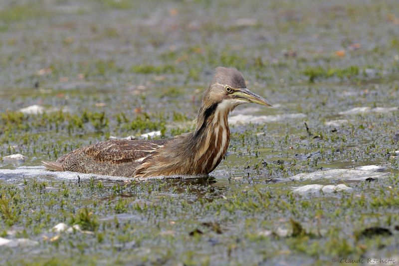 Butor d'Amérique / American Bittern