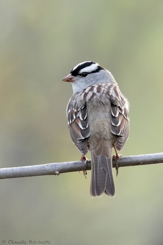 Bruant à couronne blanche / White-crowned Sparrow