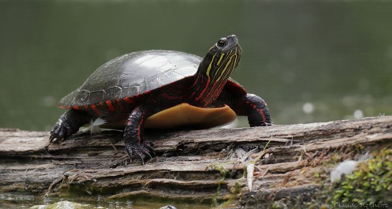 Tortue peinte / Painted turtle