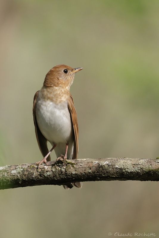 Grive fauve / Veery