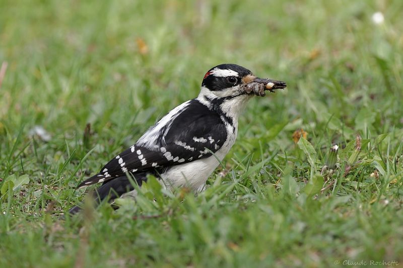 Pic chevelu / Hairy Woodpecker