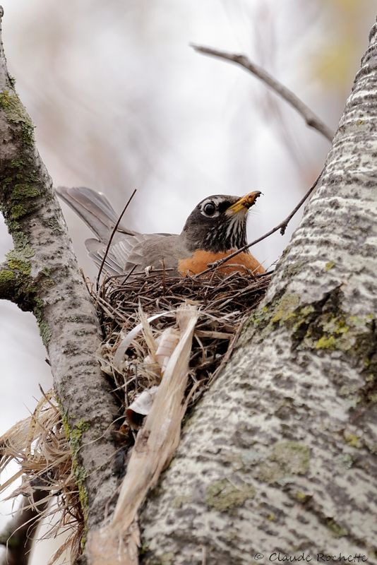 Merle d'Amérique / American Robin