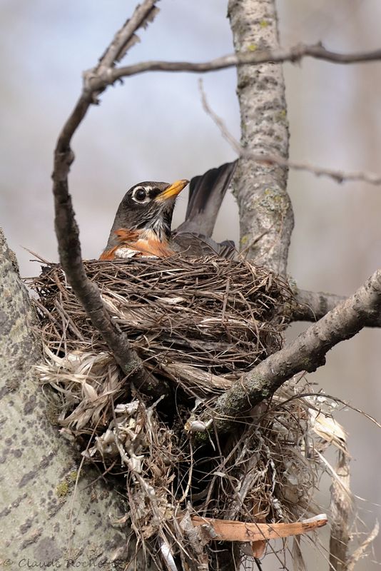 Merle d'Amérique / American Robin