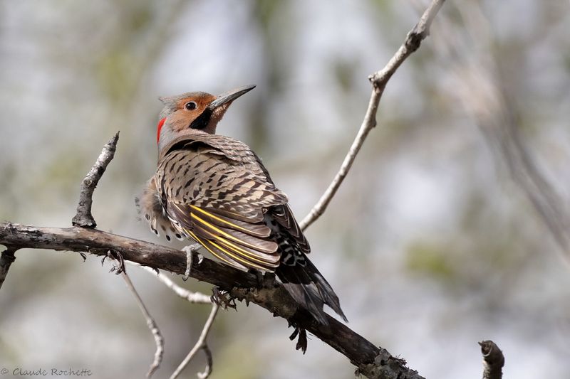 Pic flamboyant / Northern Flicker