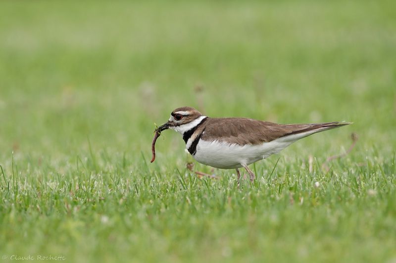 Pluvier kildir / Killdeer