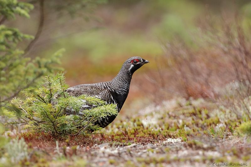 Tétras du Canada / Spruce Grouse
