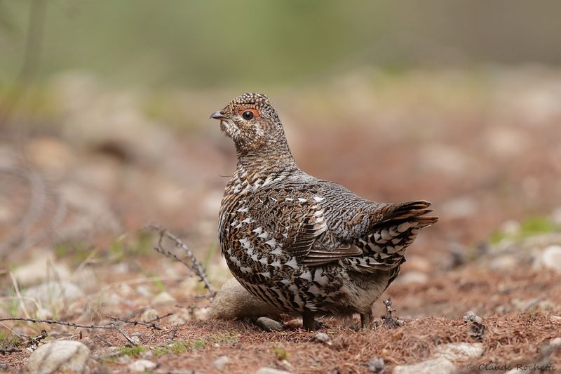 Tétras du Canada / Spruce Grouse
