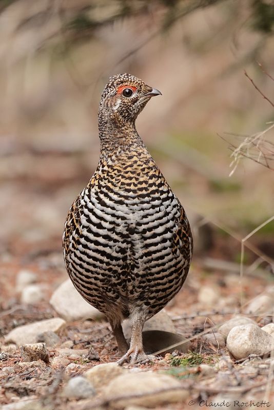 Tétras du Canada / Spruce Grouse