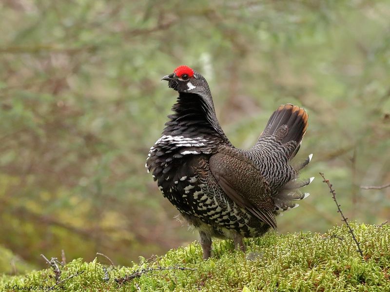 Tétras du Canada / Spruce Grouse