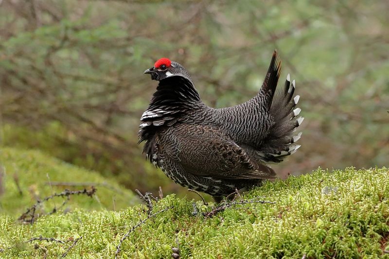 Tétras du Canada / Spruce Grouse