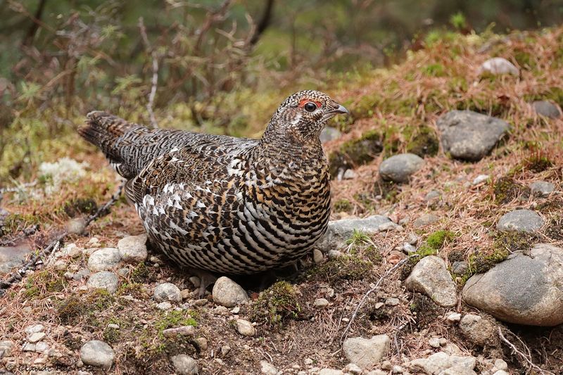 Tétras du Canada / Spruce Grouse
