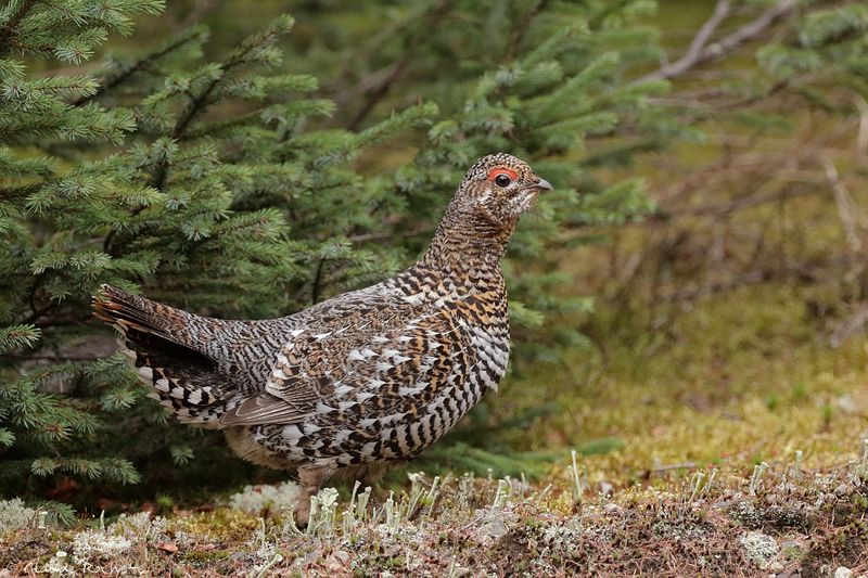 Tétras du Canada / Spruce Grouse