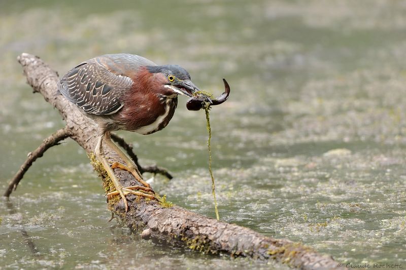 Héron vert / Green Heron