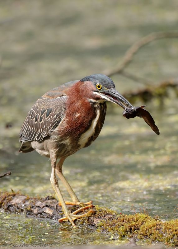 Héron vert / Green Heron