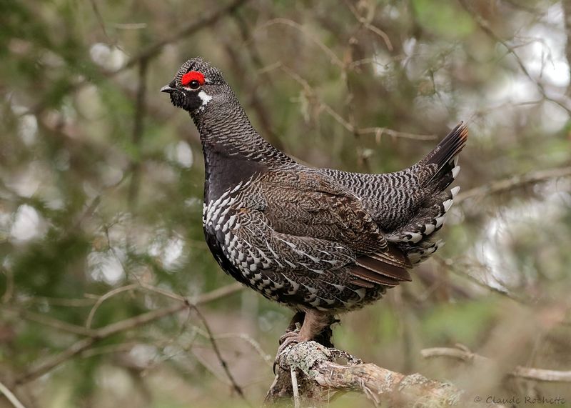 Tétras du Canada / Spruce Grouse