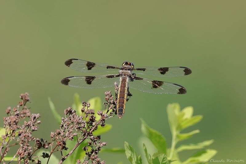 Libellule gracieuse / Twelve-spotted skimmer