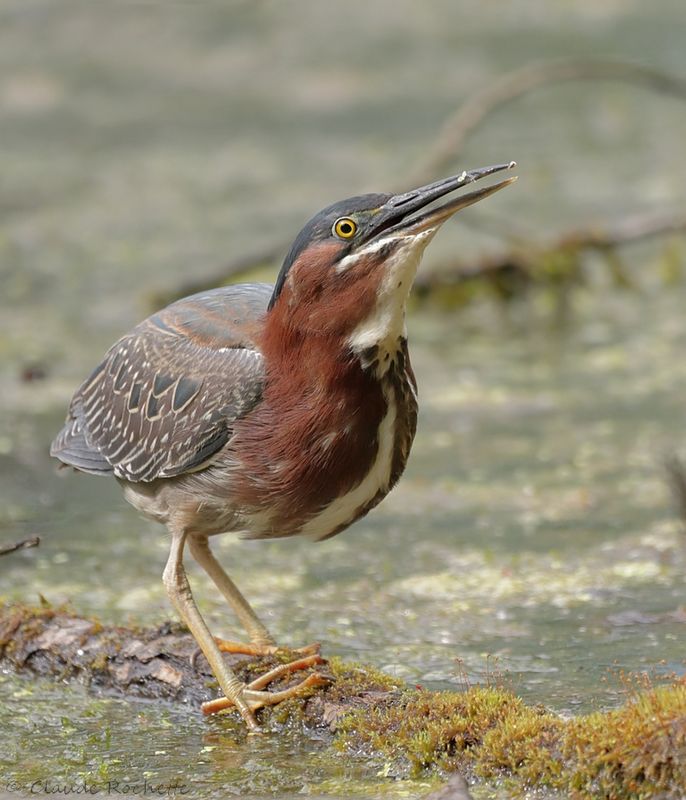 Héron vert / Green Heron