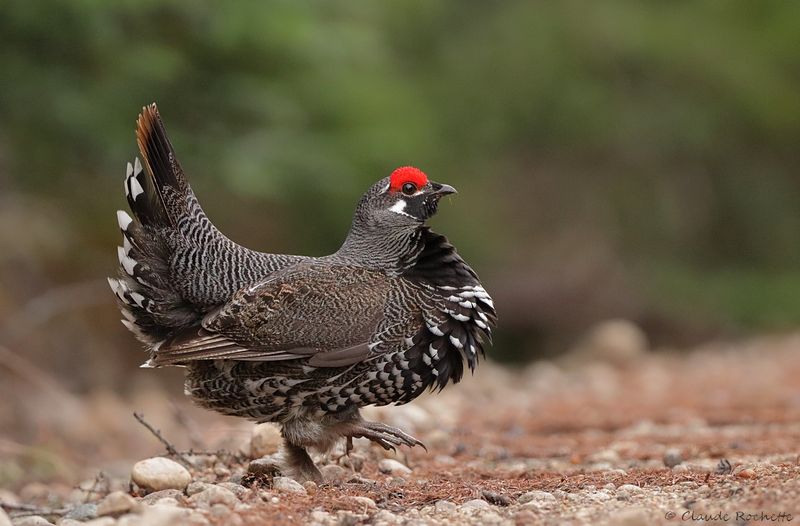 Tétras du Canada / Spruce Grouse