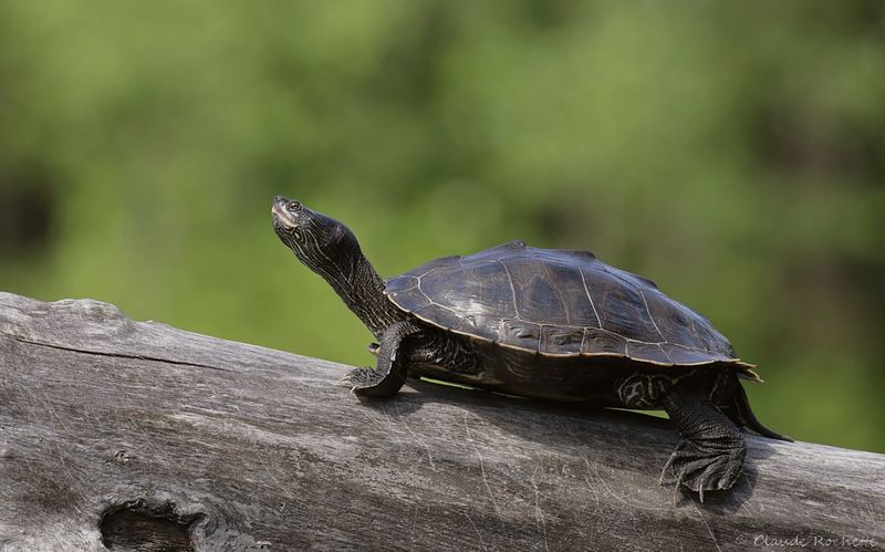 Tortue géographique / Map turtle