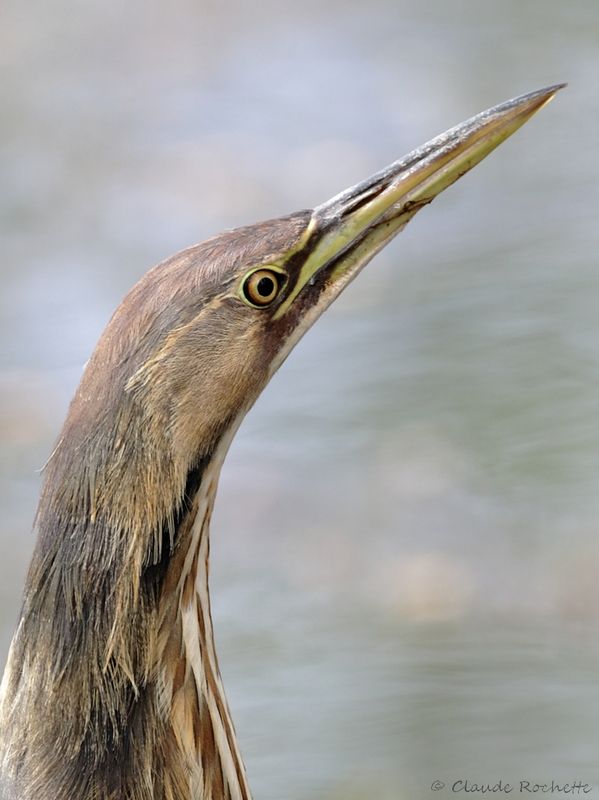 Butor d'Amérique / American Bittern