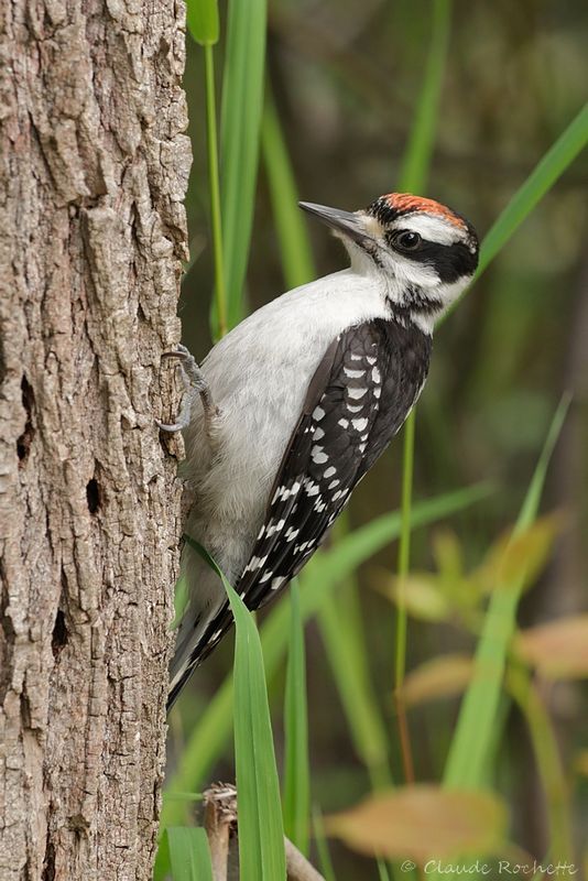 Pic chevelu / Hairy Woodpecker