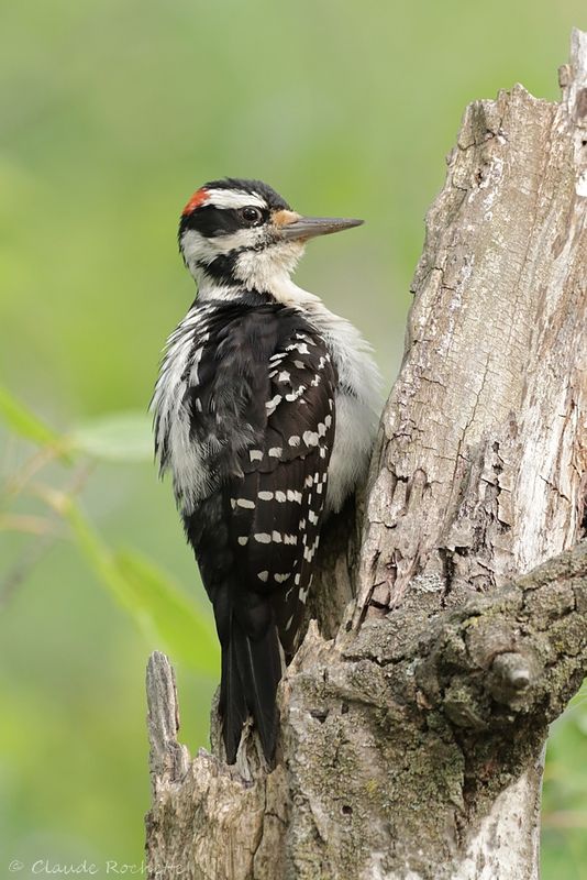 Pic chevelu / Hairy Woodpecker