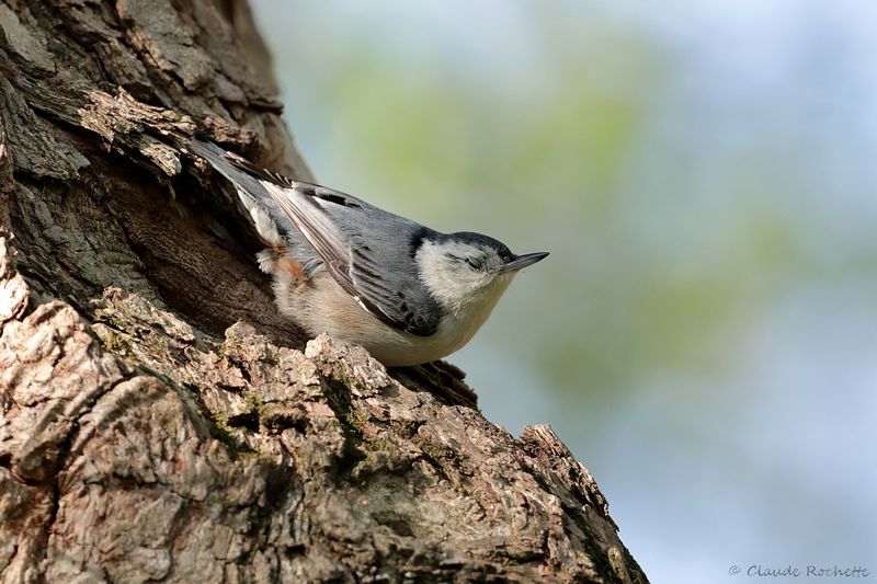Sittelle à poitrine blanche / White-breasted Nuthatch