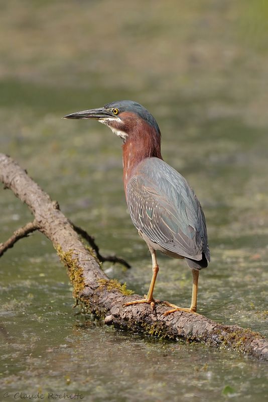 Héron vert / Green Heron