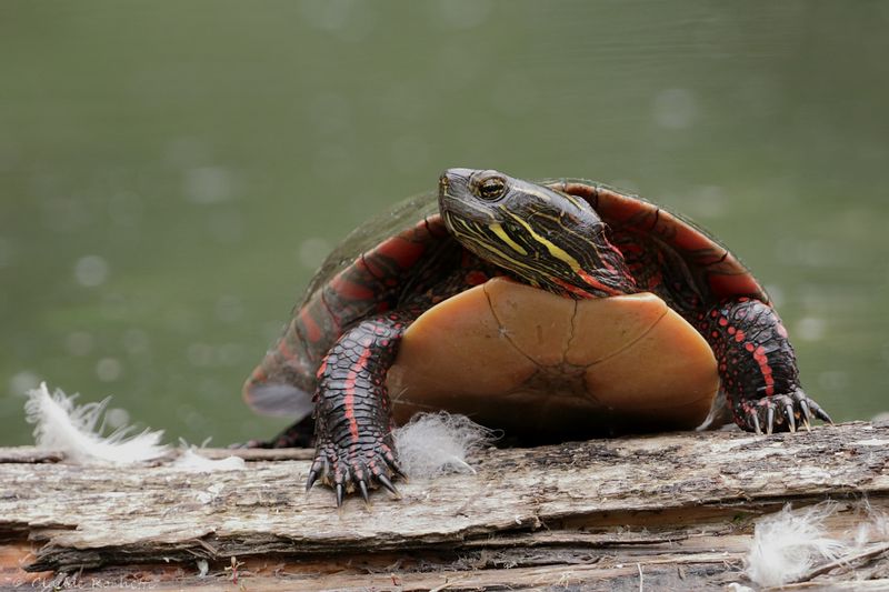 Tortue peinte / Painted turtle