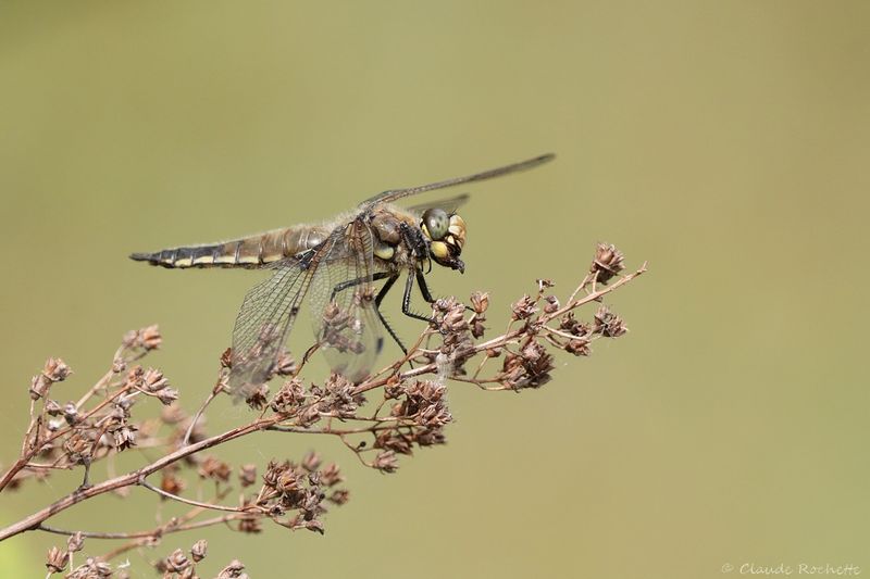 Libellule quadrimaculée / Four-spotted Skimmer