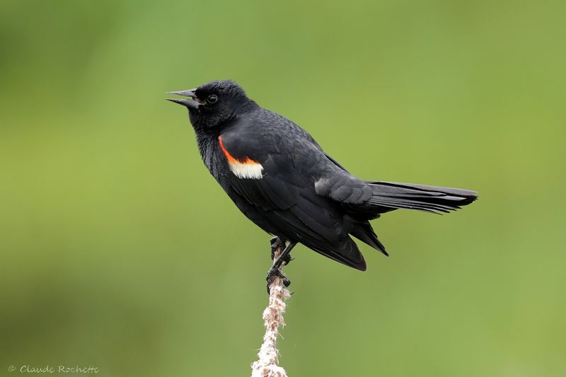 Carouge à épaulette / Red-winged Blackbird