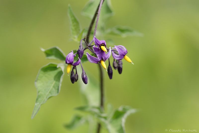 Morelle douce-amère / Bittersweet Nightshade