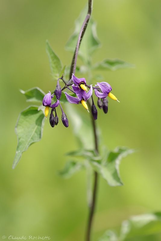 Morelle douce-amère / Bittersweet Nightshade