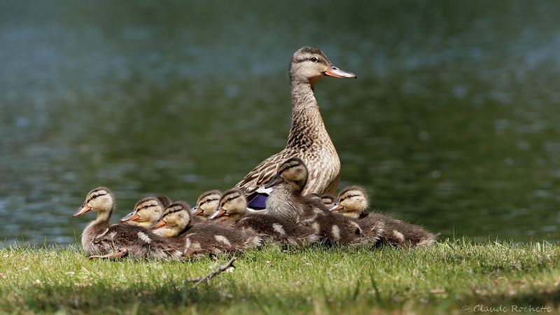 Canard colvert / Mallard