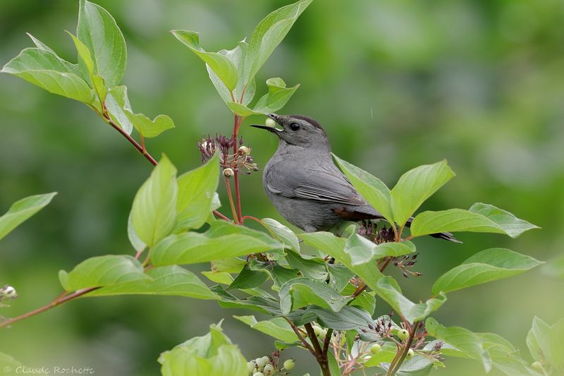 Moqueur chat / Gray catbird