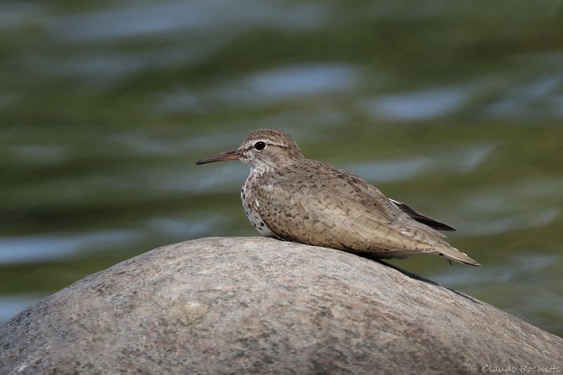 Chevalier grivelé / Spotted Sandpiper