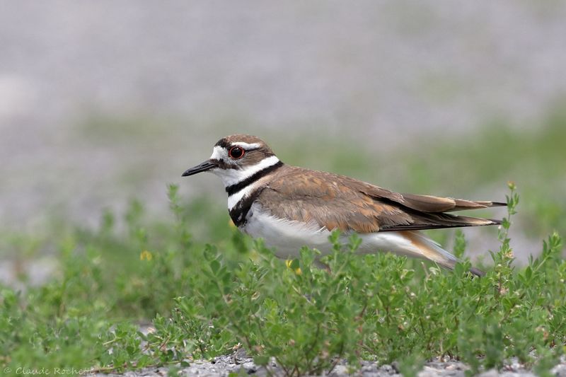 Pluvier kildir / Killdeer