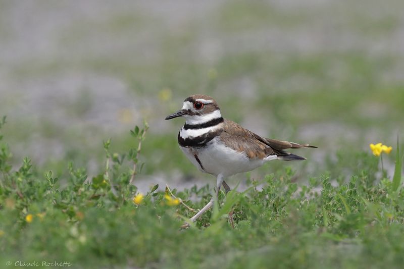 Pluvier kildir / Killdeer