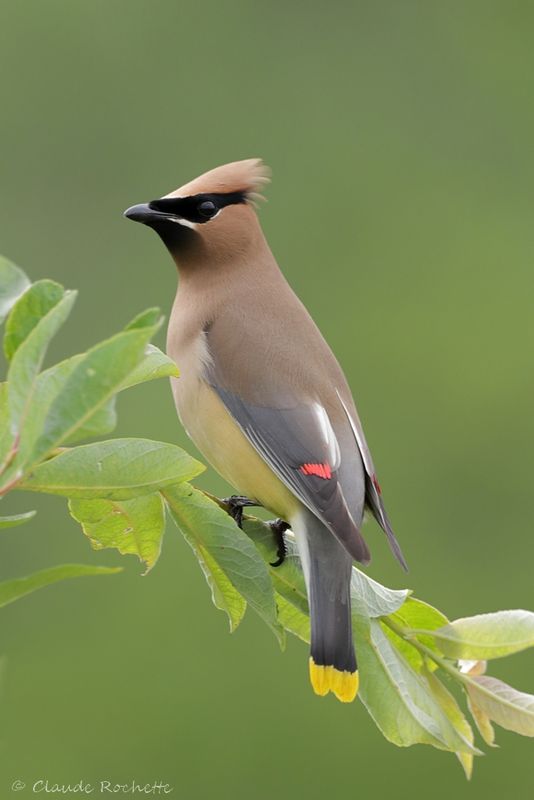 Jaseur d'Amérique / Cedar Waxwing