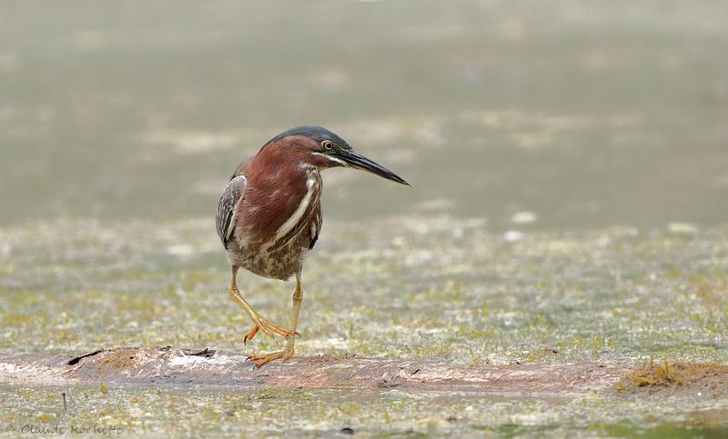 Héron vert / Green Heron