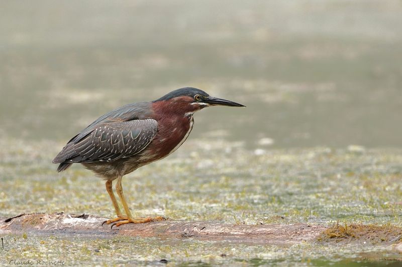 Héron vert / Green Heron